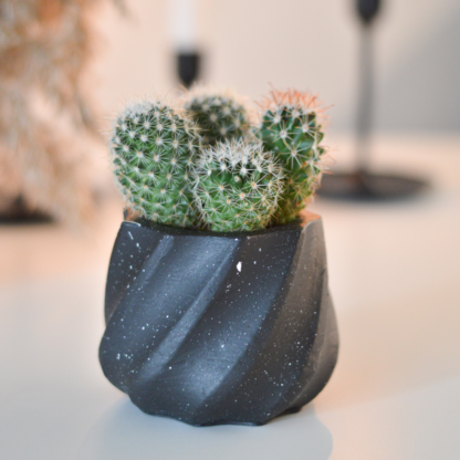 Must lillepott kaktusega